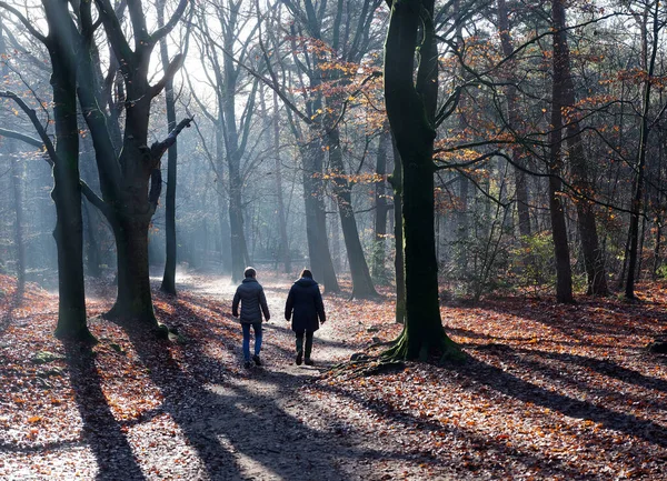 Dos mujeres caminan en el bosque de otoño cerca de la puerta en utrechtse heuvelrug en los Países Bajos —  Fotos de Stock