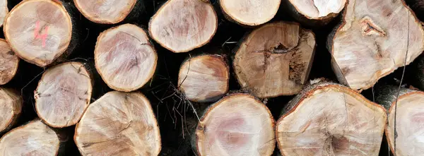 Stack of beech logs in closeup — Stock Photo, Image