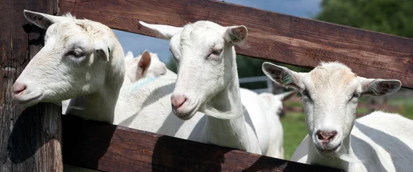 Bílé kozy na zelené travnaté holandské louce za dřevěným plotem — Stock fotografie