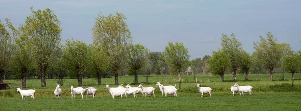 Grupa białych kóz na zielonej łące holenderskiej w dolnej części kraju pije wodę z kanału — Zdjęcie stockowe