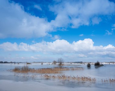Ağaçlar ve sazlıklar sel uçakları üzerinde buzun içinde nehir reni seli sırasında Hollanda 'da, mavi gökyüzünün altında.