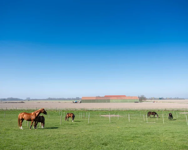 Caballos en el campo paisaje bajo el cielo azul en la provincia holandesa de Zelanda —  Fotos de Stock