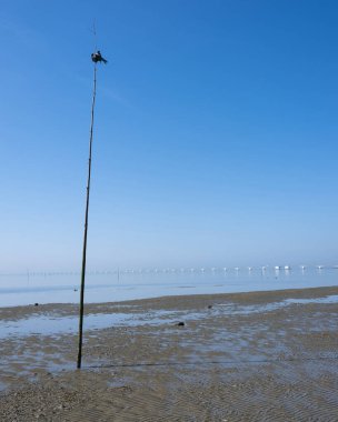 Hollanda 'daki Zeeland' in su manzarasında mavi gökyüzü altında zebani ve zebani.