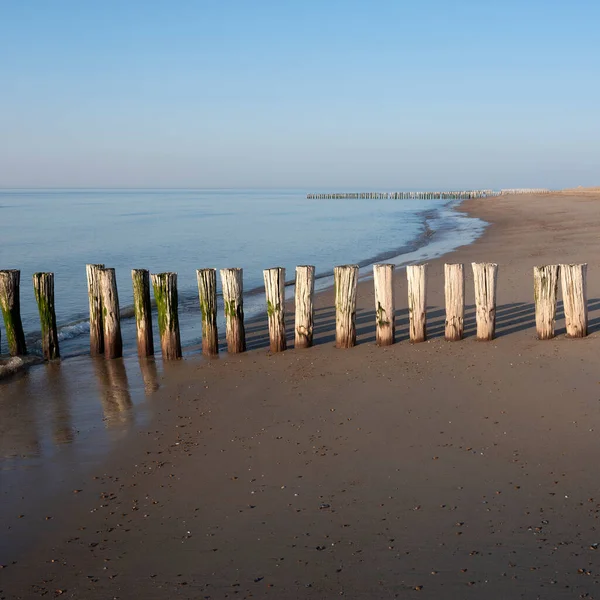 Rad stolpar på stranden av zeeland i nederländerna under blå himmel på våren — Stockfoto