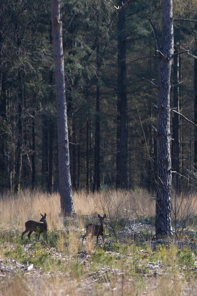 Twee reeën herten in het vroege voorjaar bos met geprikte oren — Stockfoto