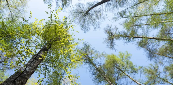 Abedul y alerce con hojas frescas de primavera contra el cielo azul — Foto de Stock