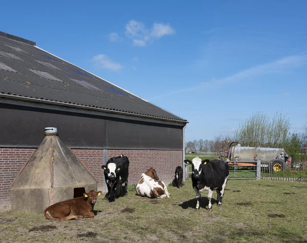 Tečkované krávy a telata mimo farmu v podzemí za slunečného jarního dne — Stock fotografie