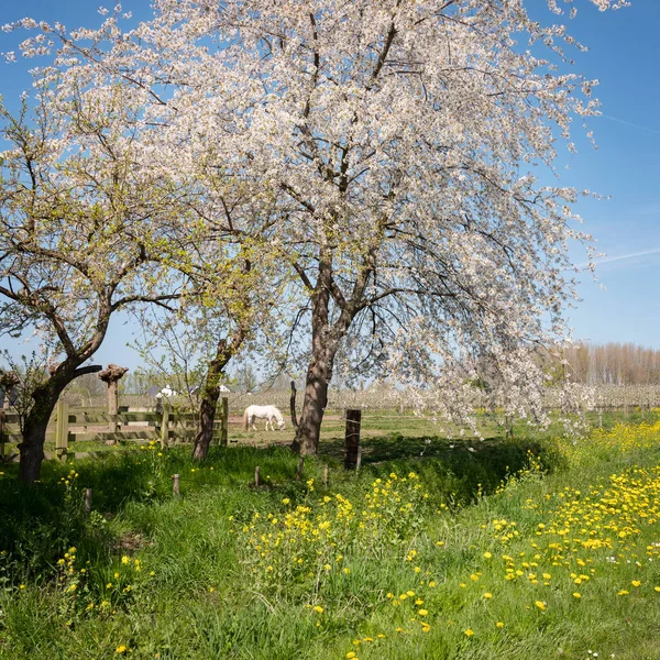 Caballo blanco entre florecientes flores de primavera en los Países Bajos bajo el cielo azul —  Fotos de Stock