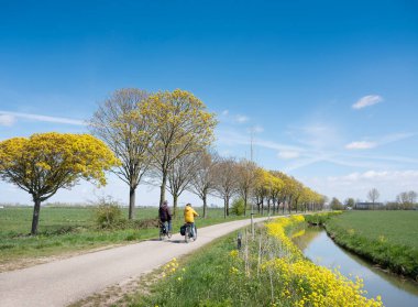 Çift, baharda mavi gökyüzünün altında Hollanda kırsalında bisiklet sürüyor.