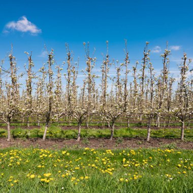 Hollanda armut bahçesinde mavi gökyüzünün altında çiçek açan meyve bahçeleri