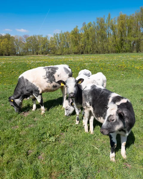 Kälber auf grasbewachsener Wiese mit Frühlingsblumen am sonnigen Frühlingstag unter blauem Himmel im holländischen Teil Land van maas en waal — Stockfoto