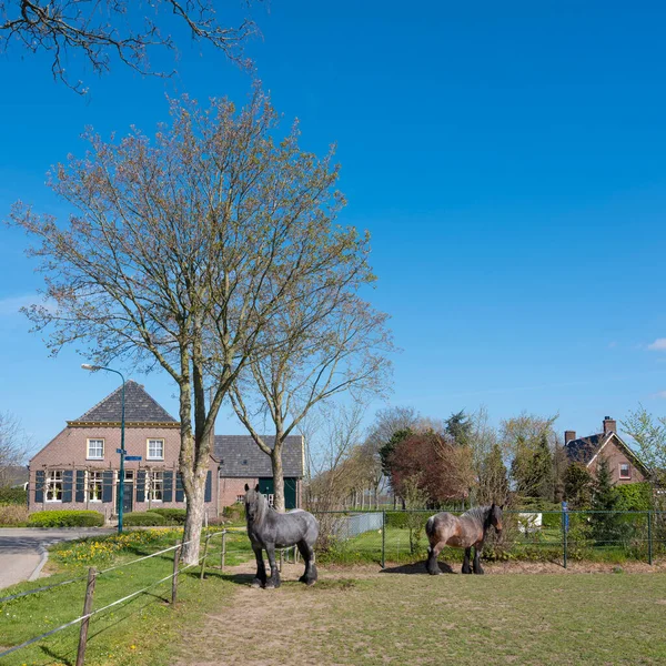 Silnie zbudowane konie wiosną w pobliżu s hertogenbosch w dolnych krainach pod błękitnym niebem — Zdjęcie stockowe