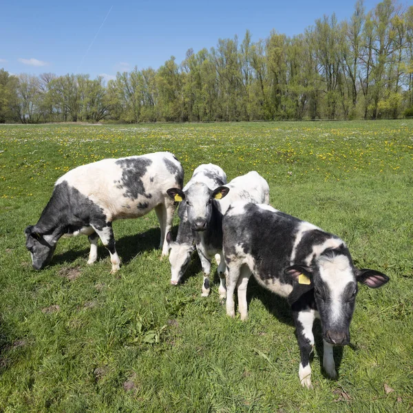 Calves in grassy meadow with spring flowers on sunny spring day under blue sky in dutch part land van maas en waal — Stock Photo, Image