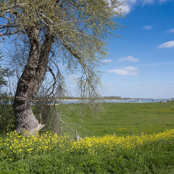 Gelbe Frühlingsblumen und Lastkähne auf dem Fluss Waal in Holland unter blauem Himmel — Stockfoto