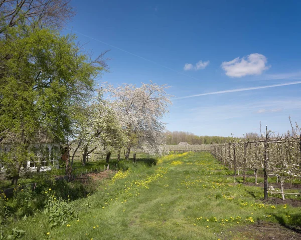 White blossoming spring flowers in the netherlands under blue sky — Stock Photo, Image