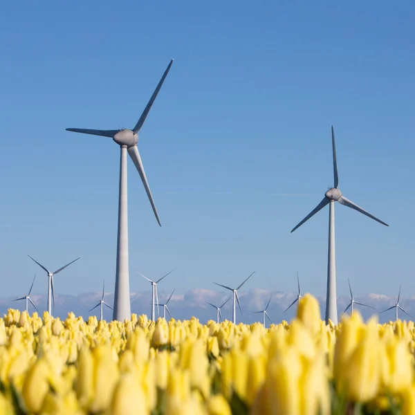 Gelbe Tulpen und Windräder unter blauem Himmel in den Niederlanden — Stockfoto