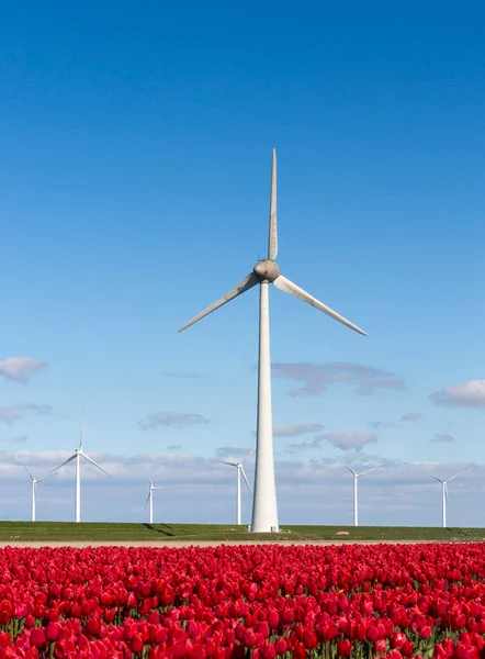 Röd tulpan fält och vindkraftverk under blå himmel i nederländerna — Stockfoto