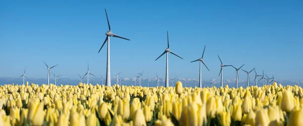 Tulipanes amarillos y turbinas de viento bajo el cielo azul en los Países Bajos —  Fotos de Stock