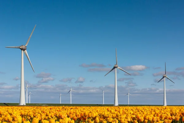 Желтые тюльпаны и ветряные турбины под голубым небом в преисподней — стоковое фото