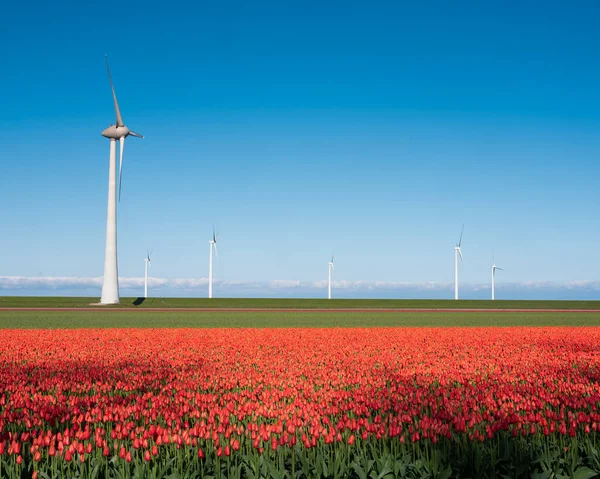 Campo tulipa vermelho e turbinas eólicas sob céu azul nas terras baixas — Fotografia de Stock