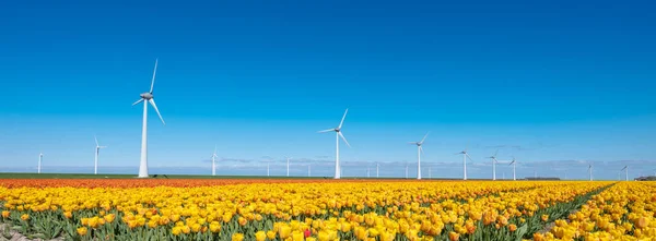 Gelbe Tulpen und Windräder unter blauem Himmel in den Niederlanden — Stockfoto