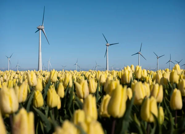 Tulipanes amarillos y turbinas de viento bajo el cielo azul en los Países Bajos — Foto de Stock