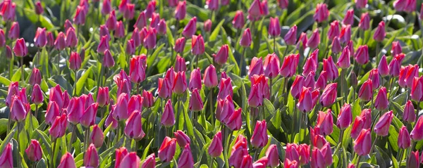Tulipani rosa in campo sotto cielo blu — Foto Stock