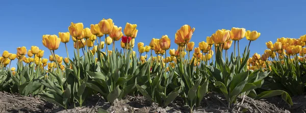 Tulipani gialli in campo sotto cielo blu — Foto Stock