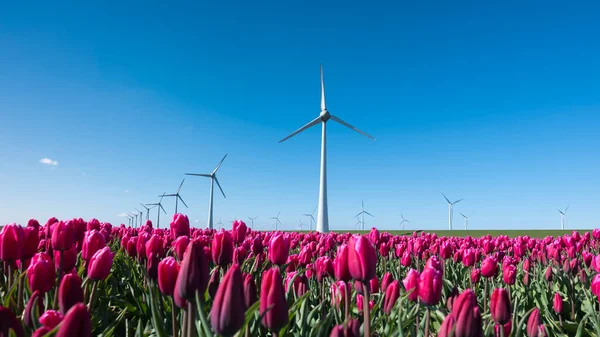 Wind turbines and red tulips under blue sky in holland — Stock Photo, Image