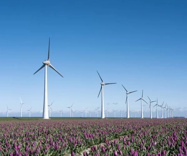 Vindkraftverk och lavendeltulpaner under blå himmel i holland — Stockfoto