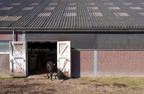 Hollanda 'daki eski çiftliğin ahır kapısının önünde siyah buzağı. — Stok fotoğraf