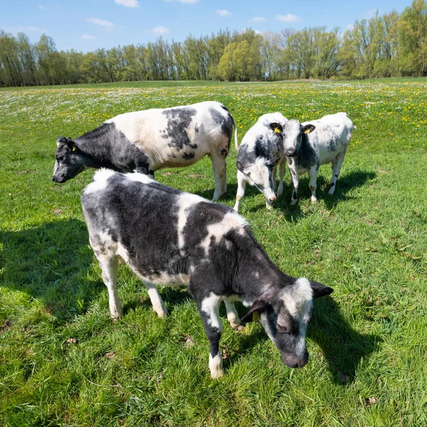 Calves in grassy meadow with spring flowers on sunny spring day under blue sky in dutch part land van maas en waal — Stock Photo, Image