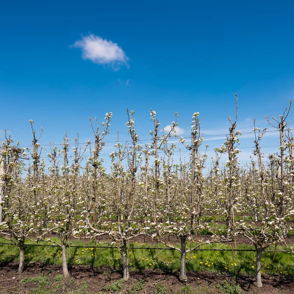 Fruit orchard with blossoming flowers under blue sky in dutch pear orchard — Stock Photo, Image