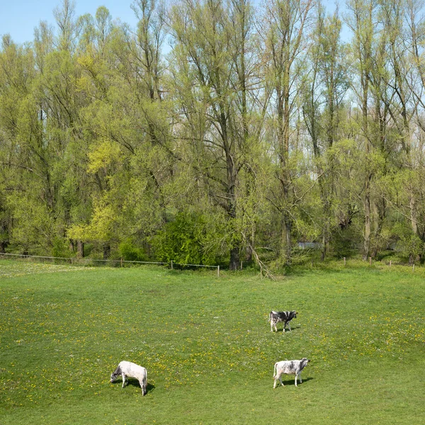 Baleineaux dans prairie herbeuse avec des fleurs de printemps le jour ensoleillé du printemps sous le ciel bleu en partie néerlandaise van maas en waal — Photo