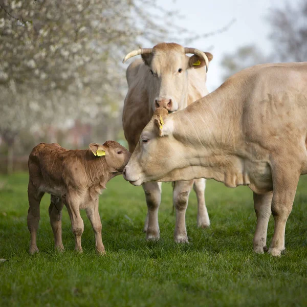 Cows and calf in spring meadow with blossoming trees under blue sky — Stock Photo, Image