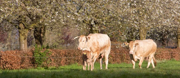 Cows and calf in spring meadow with blossoming trees under blue sky — Stock Photo, Image