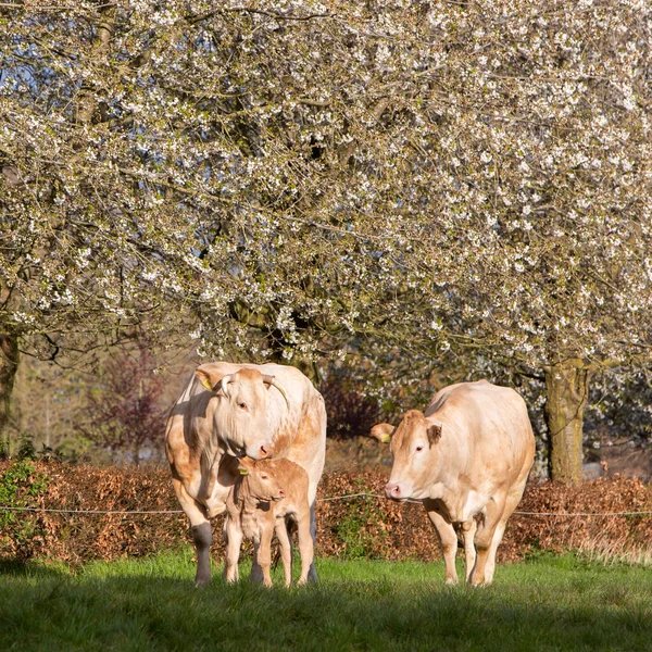 Cows and calf in spring meadow with blossoming trees under blue sky — Stock Photo, Image