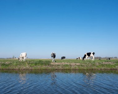 Hollanda 'da Urecht ve Gouda arasında mavi gökyüzünün altında yeşil çimenli bahar çayırlarında siyah ve beyaz benekli Holstein buzağıları.