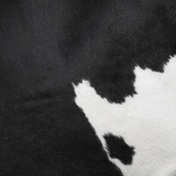 hide on side of black and white spotted cow in closeup