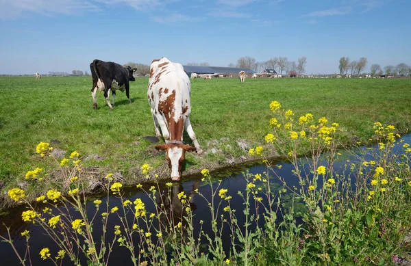 Vacas Manchadas Flores Amarelas Primavera Prado Entre Utrecht Gouda Nas — Fotografia de Stock