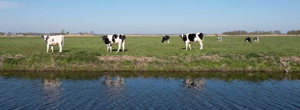 Terneros Holstein Manchados Blanco Negro Verde Prado Primavera Herboso Bajo — Foto de Stock