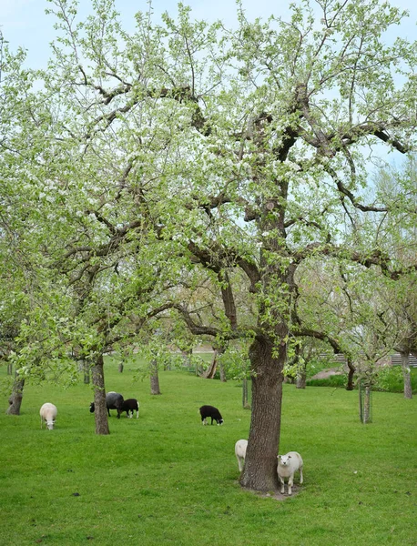 Schapen Lammeren Voorjaarsboomgaard Onder Blauwe Hemel Met Bloeiende Bomen Buurt — Stockfoto