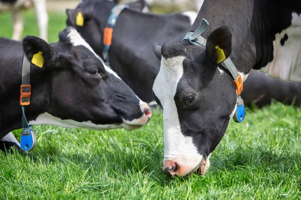 Zwei Schwarz Weiß Gefleckte Kühe Auf Einer Holländischen Wiese Holland — Stockfoto