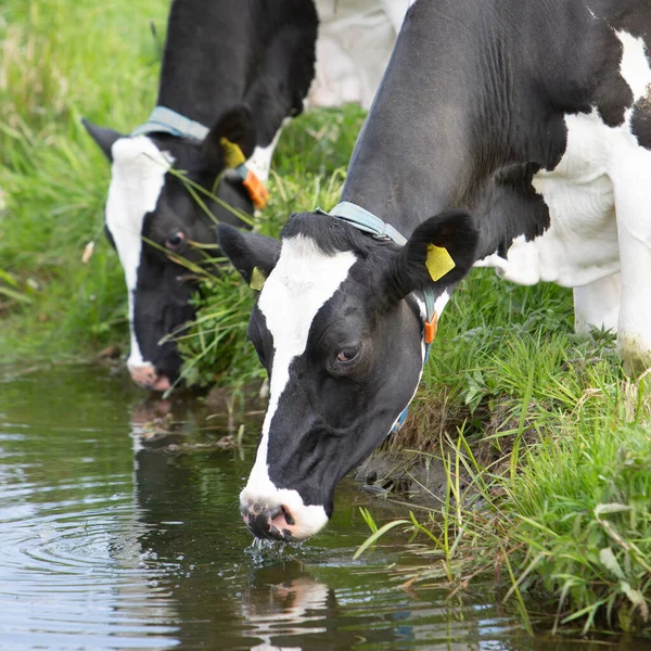 2頭の黒と白の斑点のある牛がオランダの運河の水から飲みます — ストック写真