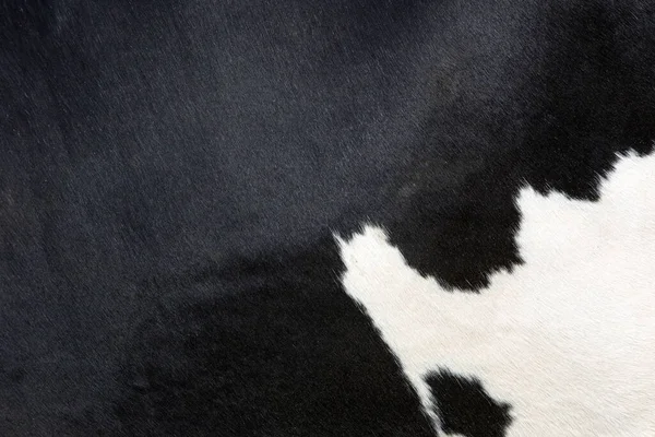 hide on side of black and white spotted cow in closeup