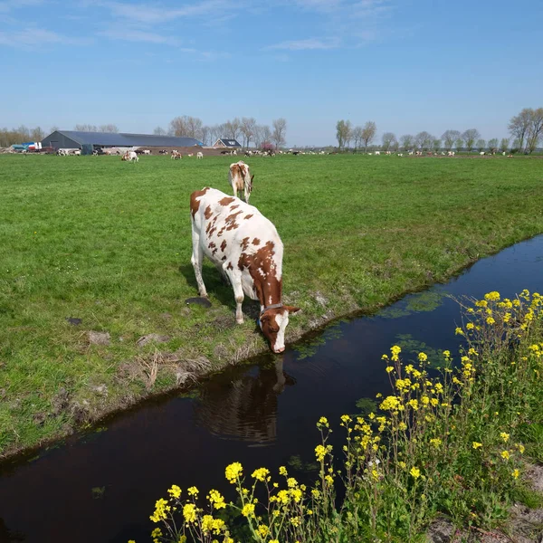 Vacas Manchadas Flores Amarelas Primavera Prado Entre Utrecht Gouda Nas — Fotografia de Stock