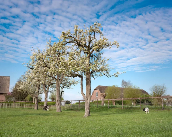 Cabras Cerca Florecer Huerto Primavera Cerca Oudewater Holanda Soleado Día — Foto de Stock