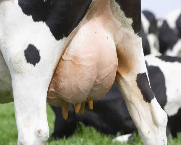 Mamelle de vache tachetée noire et blanche en gros plan dans le pré — Photo