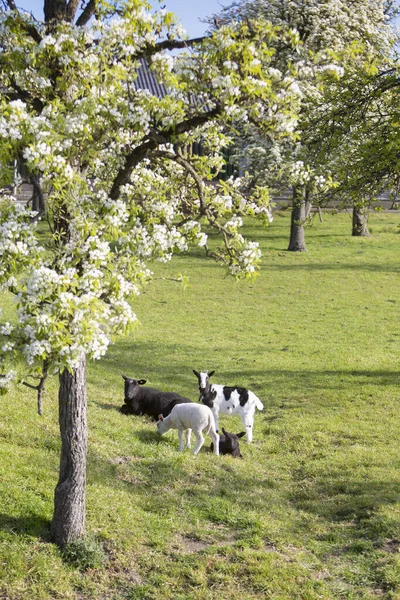 荷兰乌得勒支和古尔达河之间开花结果的春天果园附近的山羊和羊群 — 图库照片