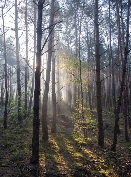 Свежие листья засияли ранним утром на солнце между стволами леса весной. — стоковое фото